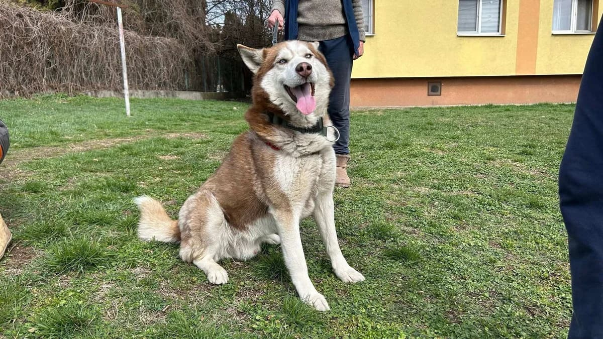 Yngvi, puppy Mixed Breed for adoption at Ein Herz für Streuner e.V., München