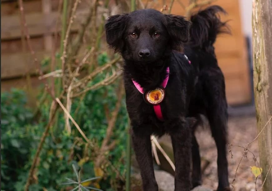 Yoda, male 5yo Mixed Breed for adoption at Ein Herz für Streuner e.V., München