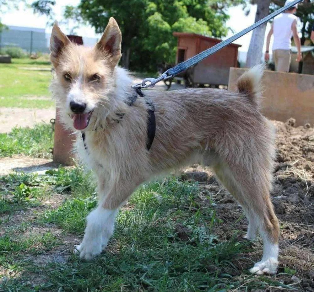 Yoda, senior Mixed Breed for adoption at Ein Herz für Streuner e.V., München