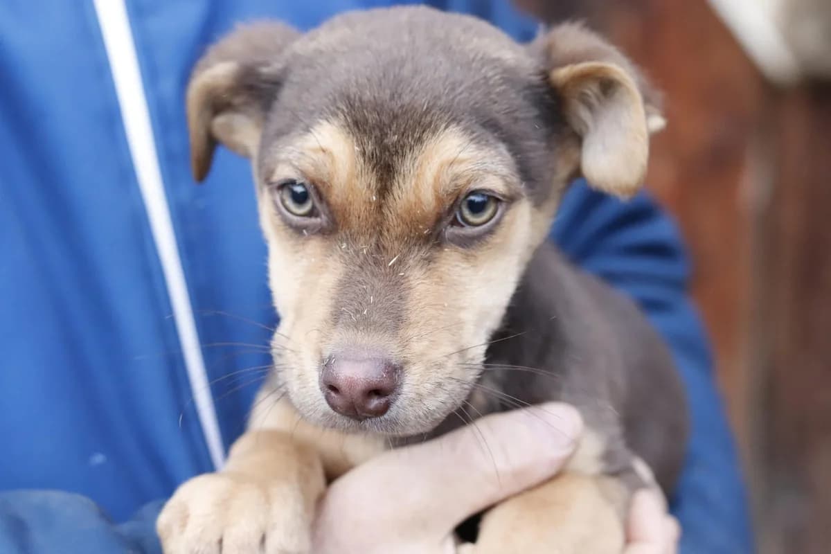 Yoda, puppy Mixed Breed for adoption at Ein Herz für Streuner e.V., München