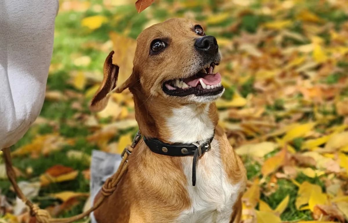 Yodi, male 5yo Mixed Breed for adoption at Ein Herz für Streuner e.V., München