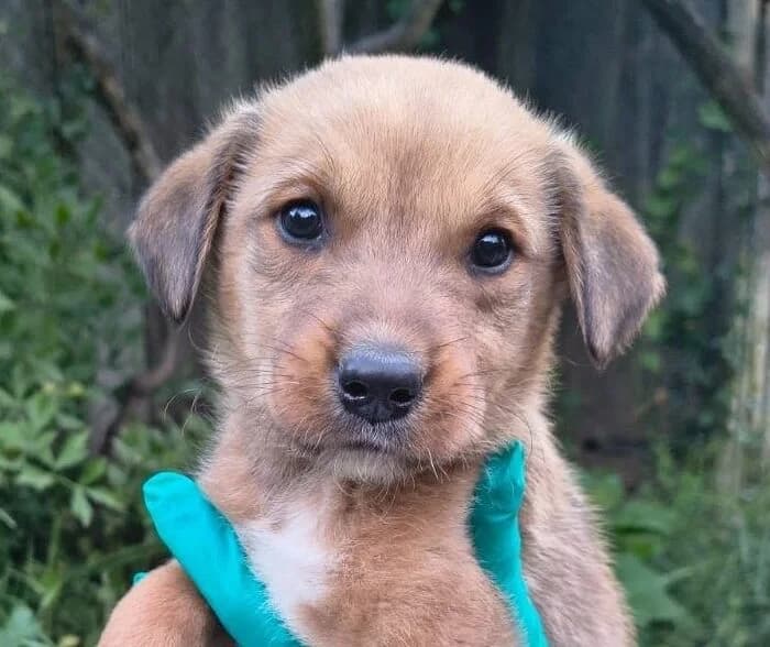 Yogi, male puppy Mixed Breed for adoption at Ein Herz für Streuner e.V., München