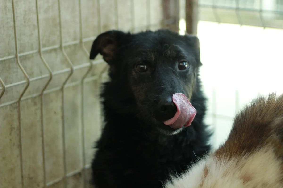 Yogi, male 7yo Mixed Breed for adoption at Ein Herz für Streuner e.V., München