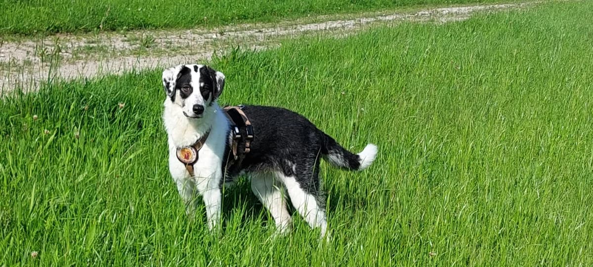 Yola, female puppy Mixed Breed for adoption at Ein Herz für Streuner e.V., München