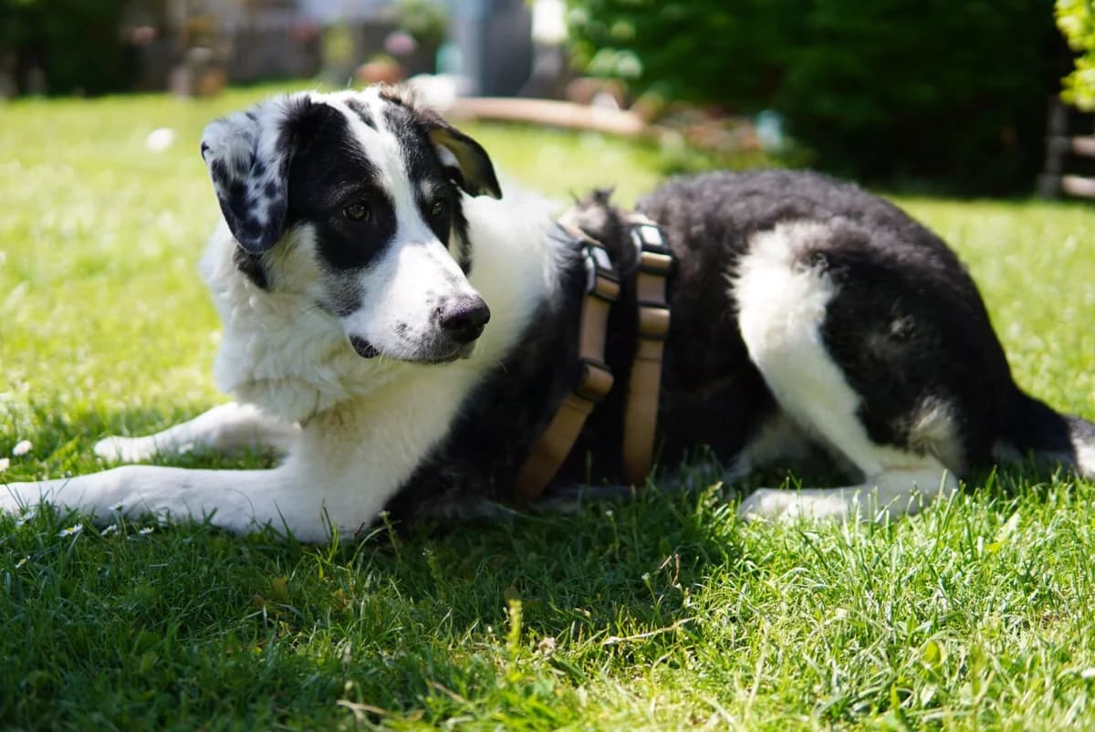 Yola, female puppy Mixed Breed for adoption at Ein Herz für Streuner e.V., München
