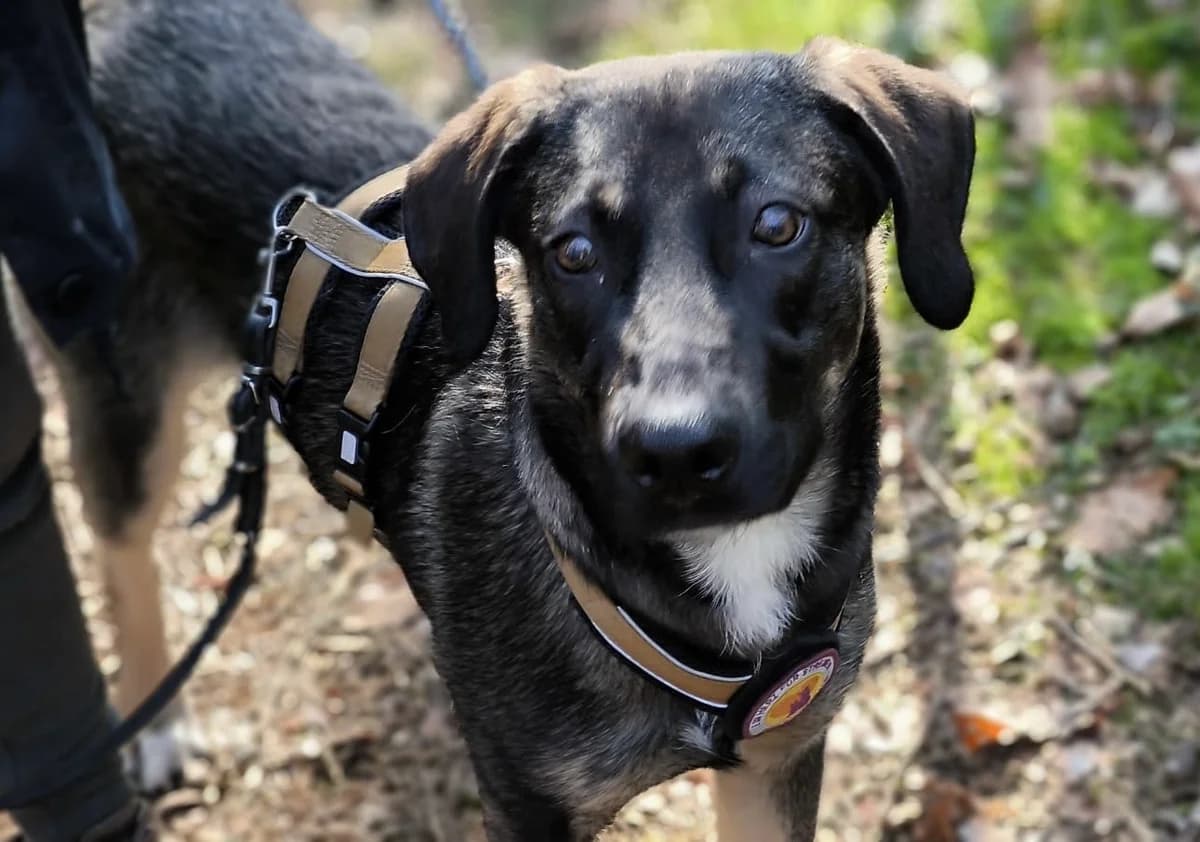 Yoris, male puppy Mixed Breed for adoption at Ein Herz für Streuner e.V., München