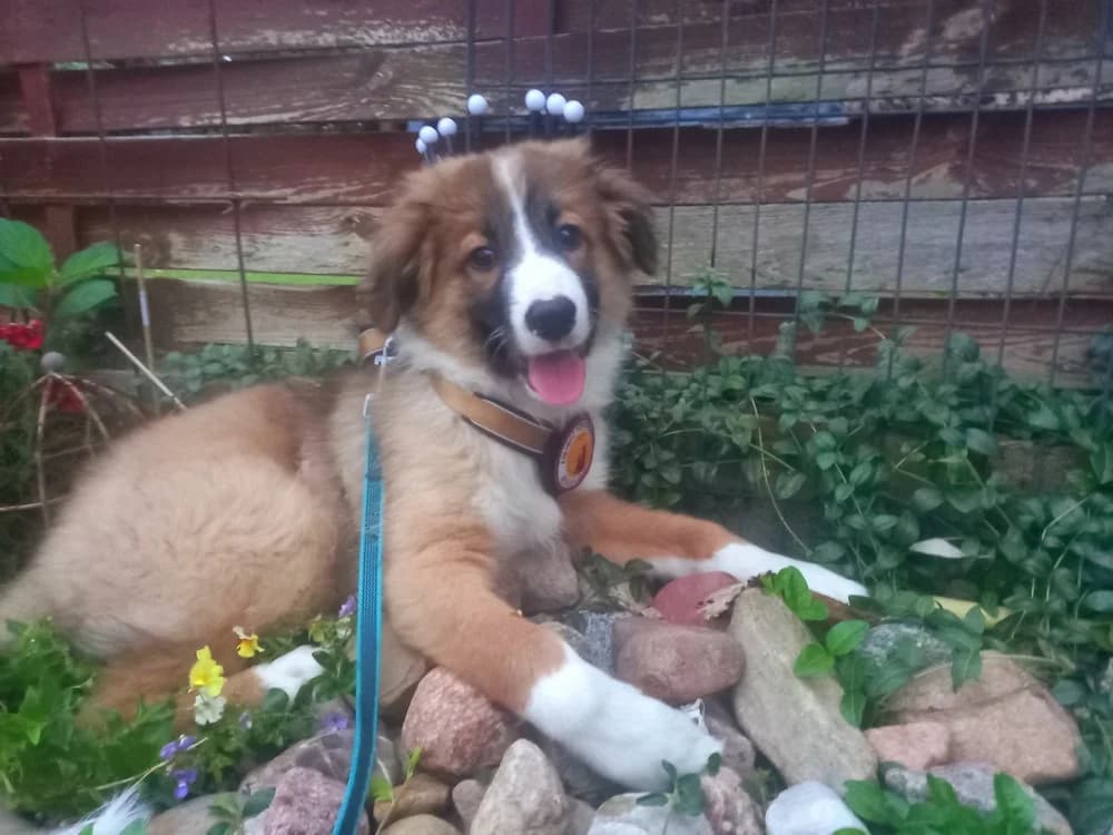 Yoschi, male puppy Mixed Breed for adoption at Ein Herz für Streuner e.V., München