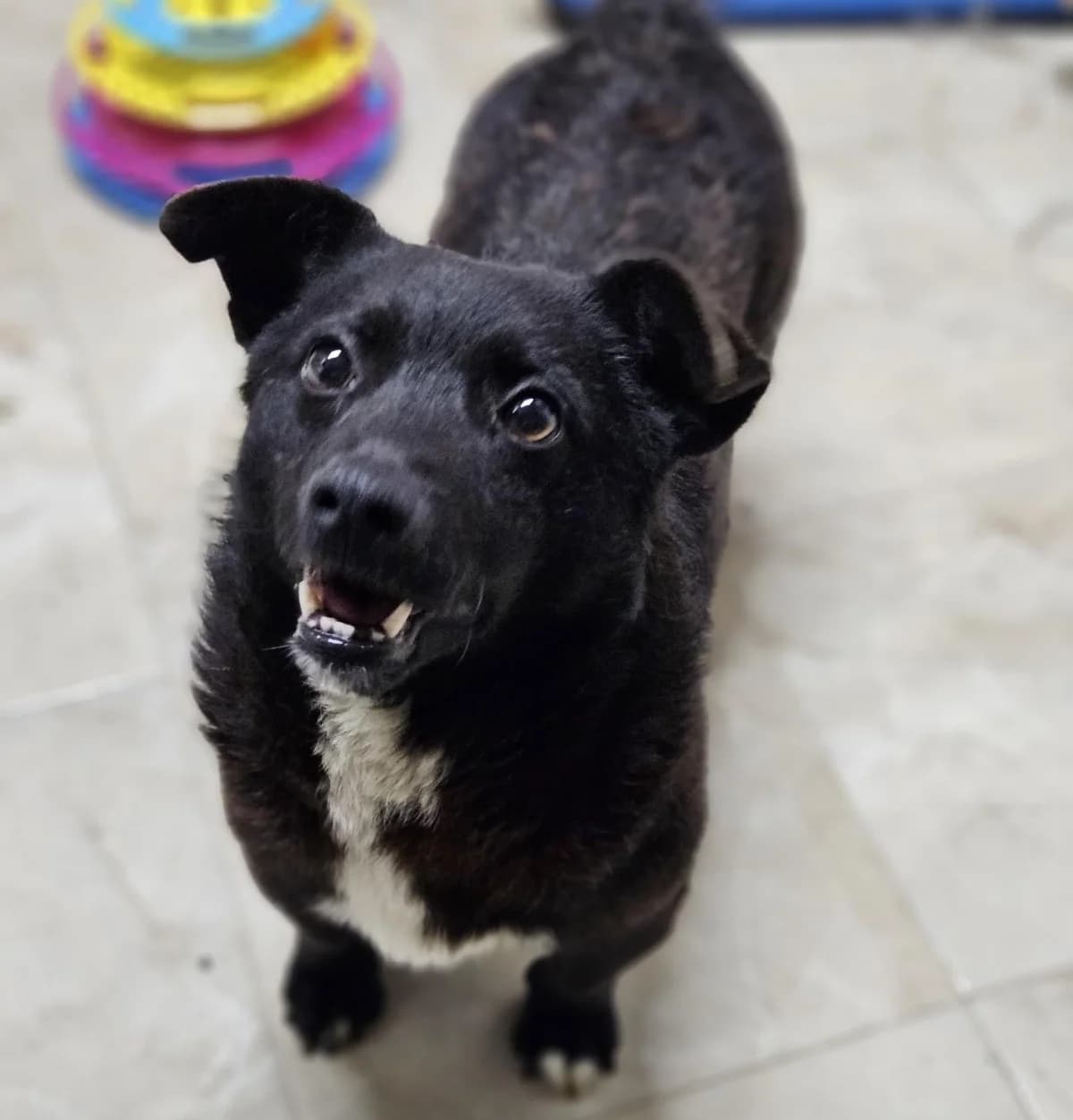 Yoshi, weiß male 4yo Mixed Breed for adoption at Ein Herz für Streuner e.V., München