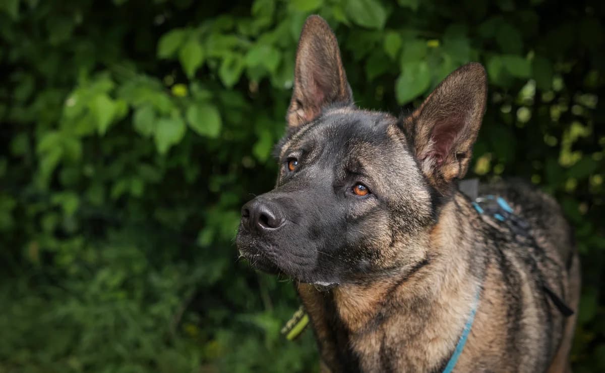 Yoshi, male young Mixed Breed for adoption at Ein Herz für Streuner e.V., München