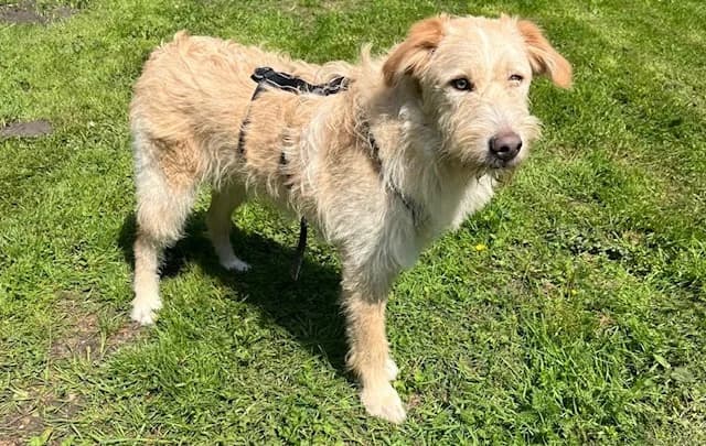 Yoshi, male puppy Mixed Breed for adoption at Ein Herz für Streuner e.V., München