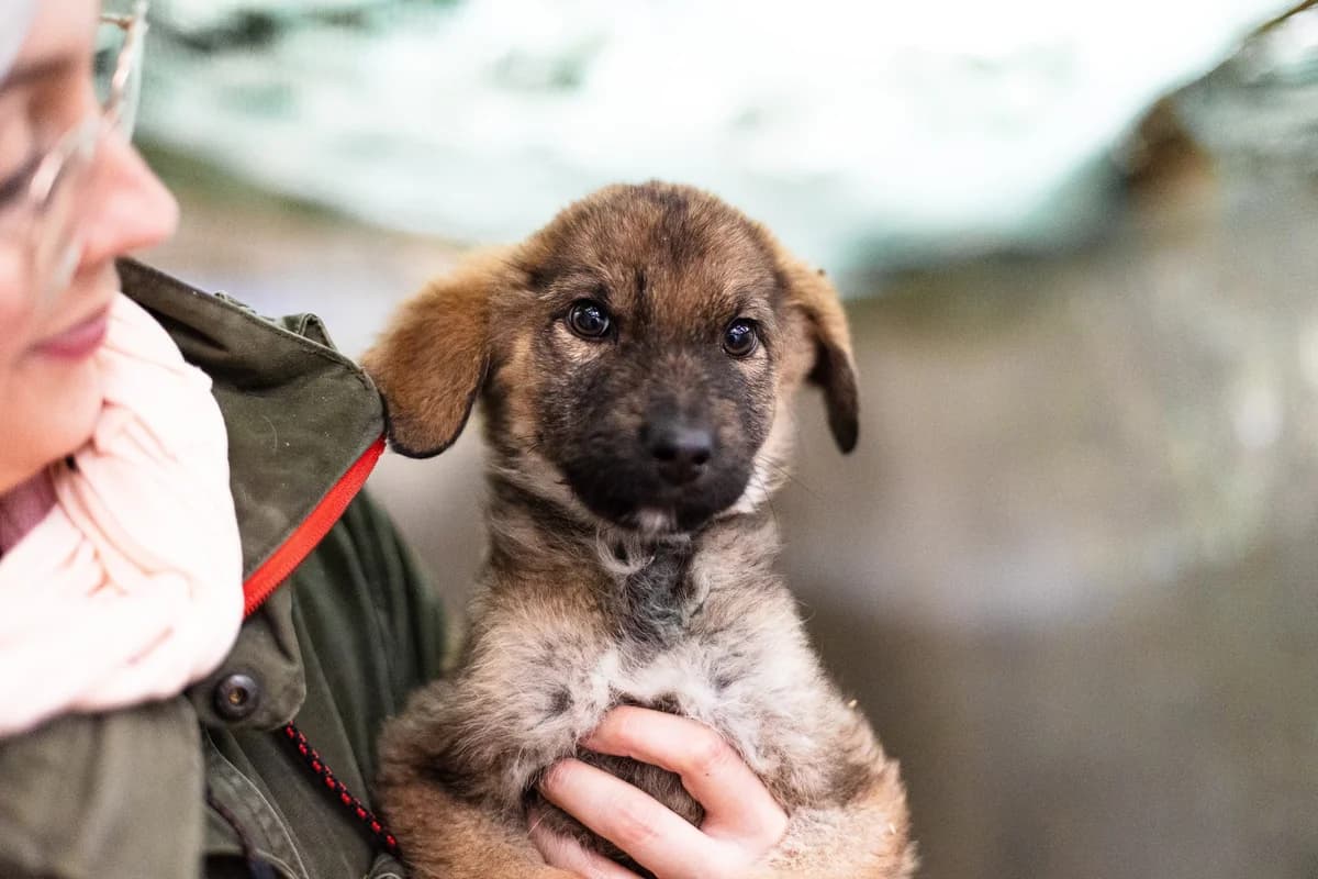 Yoshima, braun female puppy Mixed Breed for adoption at Ein Herz für Streuner e.V., München