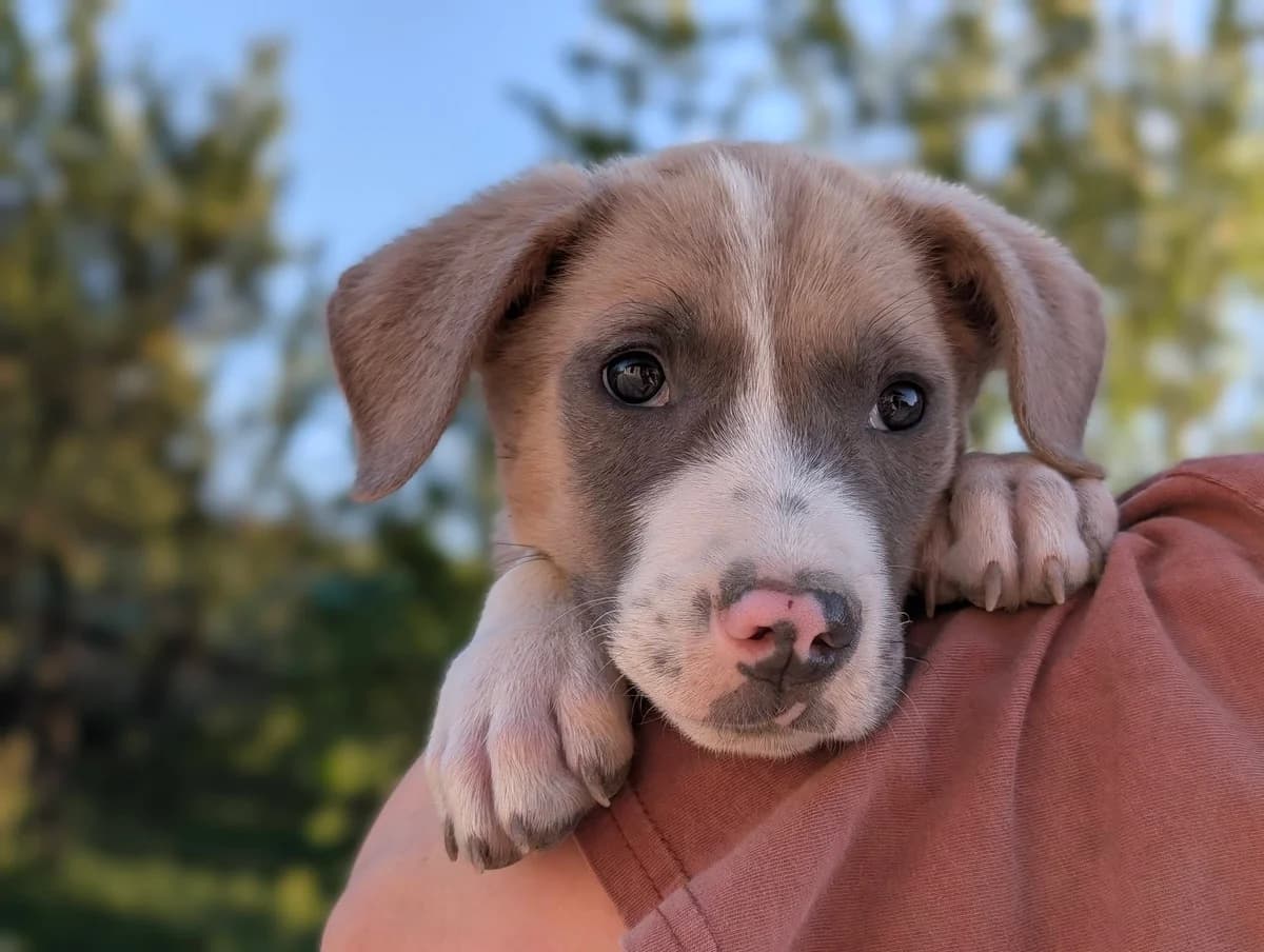 Yoshua, male puppy Mixed Breed for adoption at Ein Herz für Streuner e.V., München