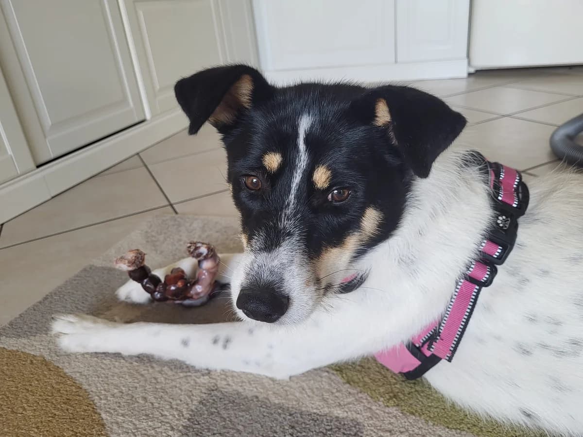 Ysa, female young Mixed Breed for adoption at Ein Herz für Streuner e.V., München