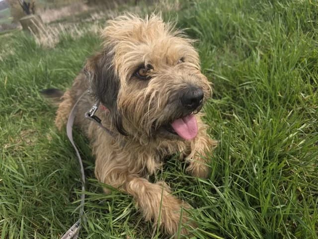 Yugo, male 5yo Mixed Breed for adoption at Ein Herz für Streuner e.V., München
