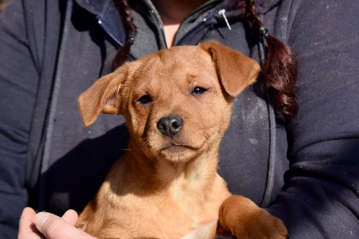 Yui, puppy Mixed Breed for adoption at Ein Herz für Streuner e.V., München