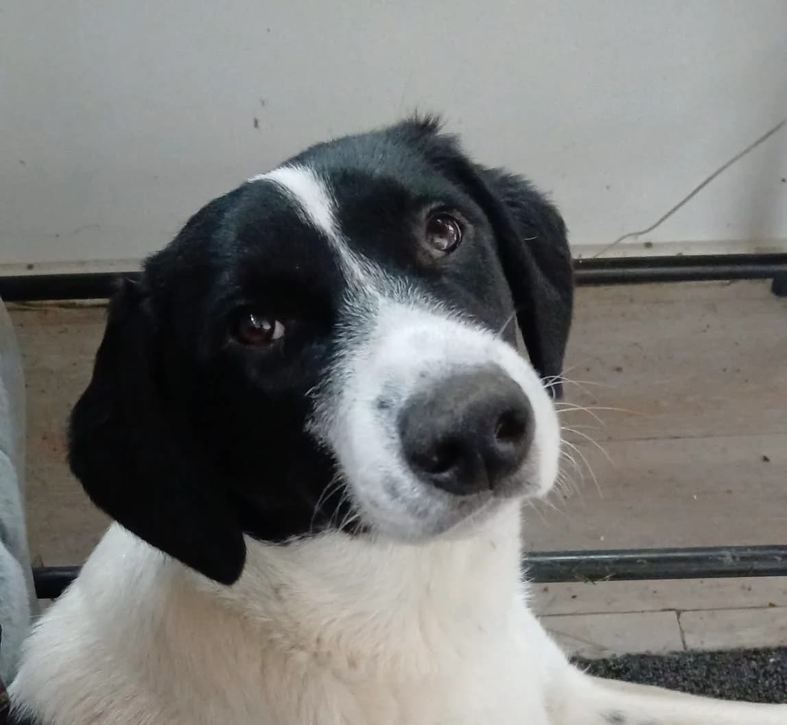 Yuki, male puppy Mixed Breed for adoption at Ein Herz für Streuner e.V., München