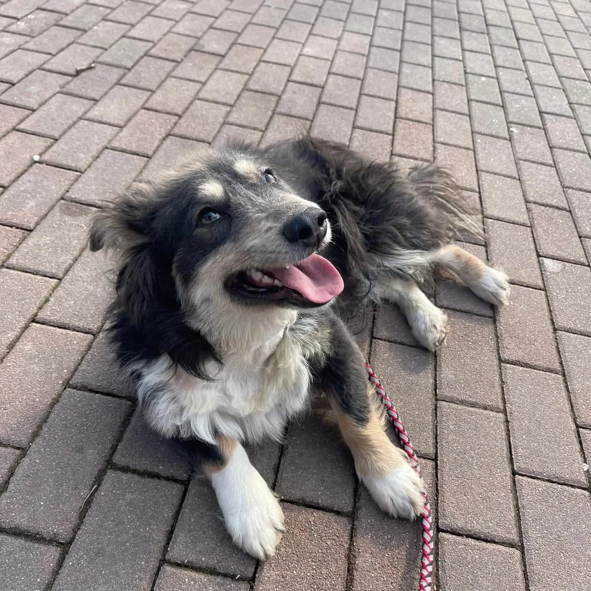 Yuki, male 5yo Mixed Breed for adoption at Ein Herz für Streuner e.V., München