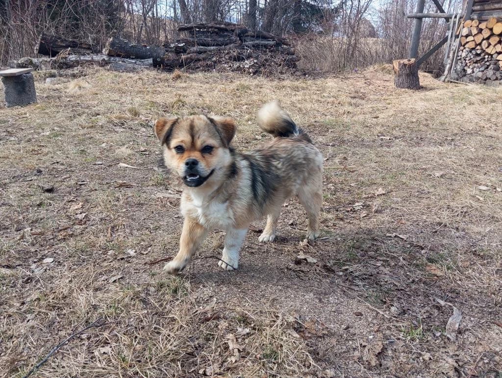 Yuki, male puppy Mixed Breed for adoption at Ein Herz für Streuner e.V., München