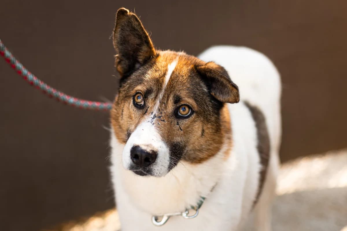 Yuki, male 5yo Mixed Breed for adoption at Ein Herz für Streuner e.V., München