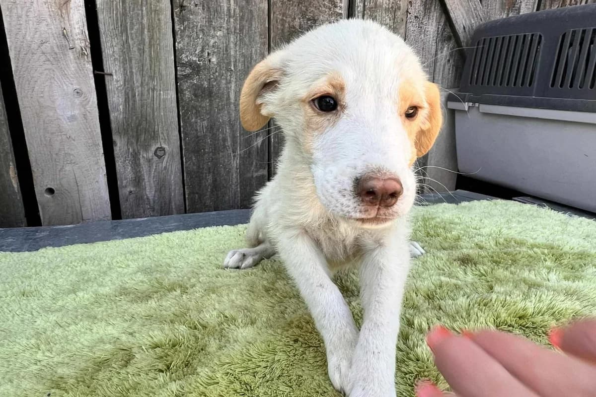 Yuki, male puppy Mixed Breed for adoption at Ein Herz für Streuner e.V., München
