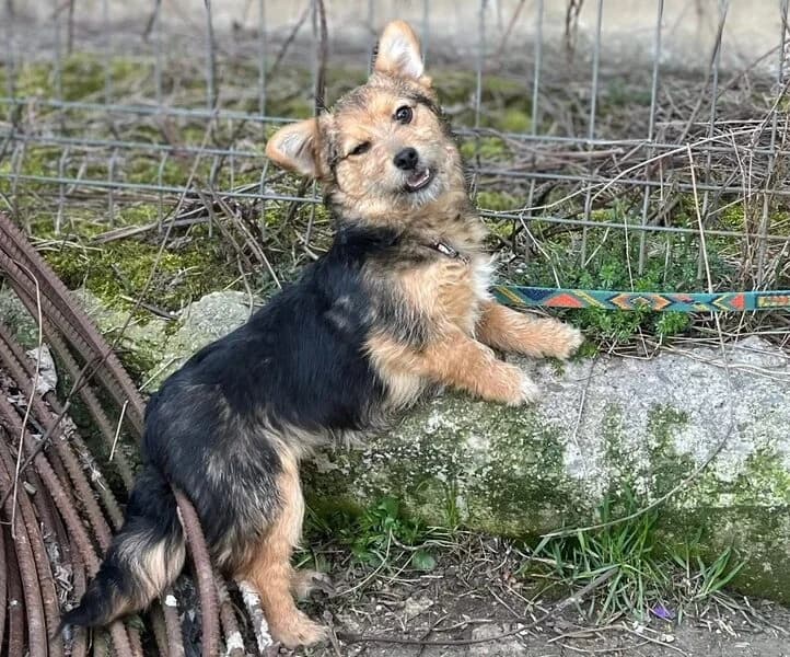 Yuki, puppy Mixed Breed for adoption at Ein Herz für Streuner e.V., München