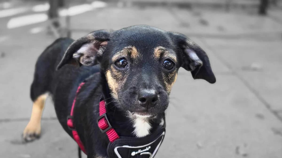 Yula, female puppy Mixed Breed for adoption at Ein Herz für Streuner e.V., München