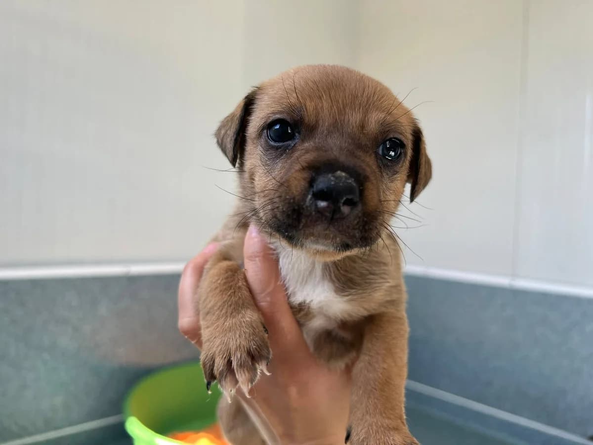 Yula, female puppy Mixed Breed for adoption at Ein Herz für Streuner e.V., München