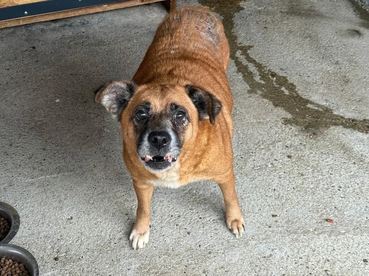 Yuleidy, rotbraun female senior Mixed Breed for adoption at Ein Herz für Streuner e.V., München