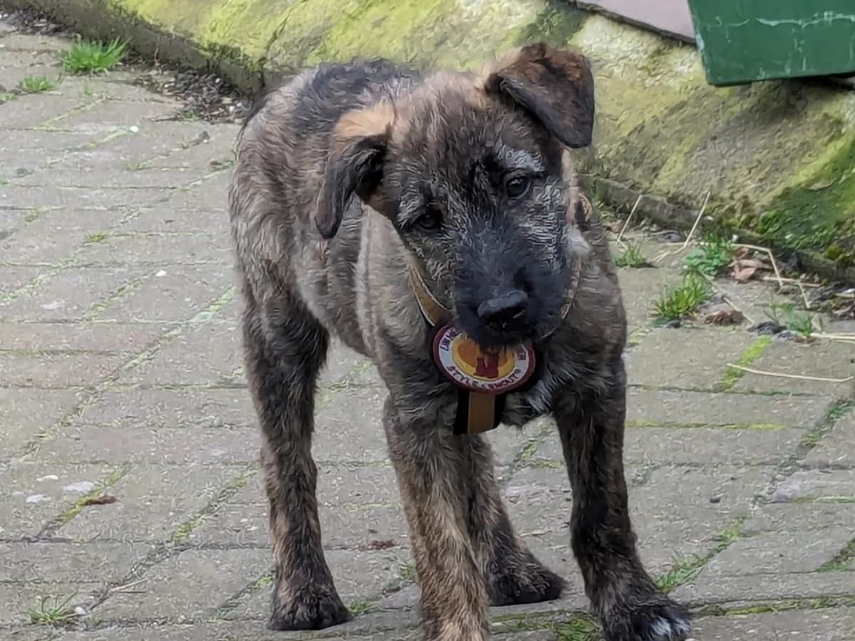 Yuma, braun male puppy Mixed Breed for adoption at Ein Herz für Streuner e.V., München