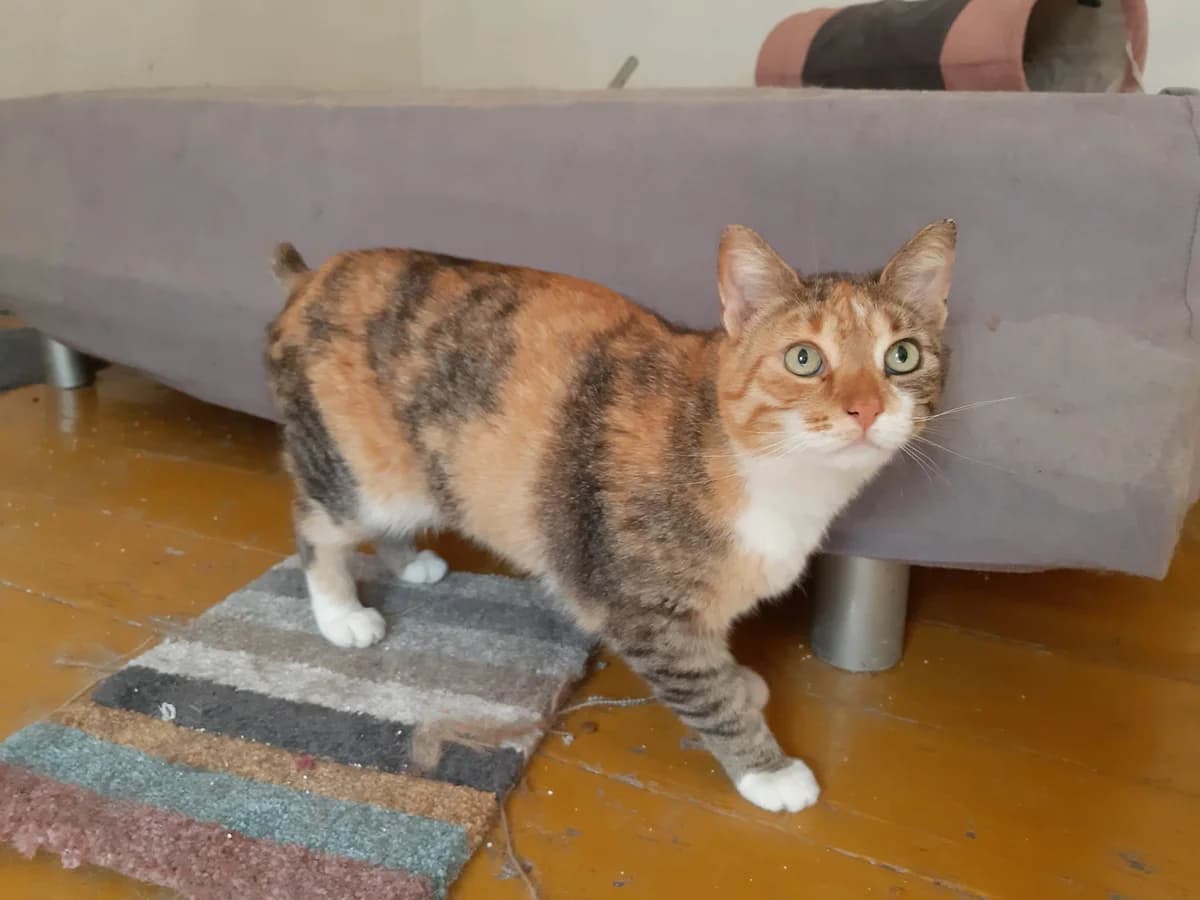 Yume, female 3yo Mixed Breed for adoption at Ein Herz für Streuner e.V., München