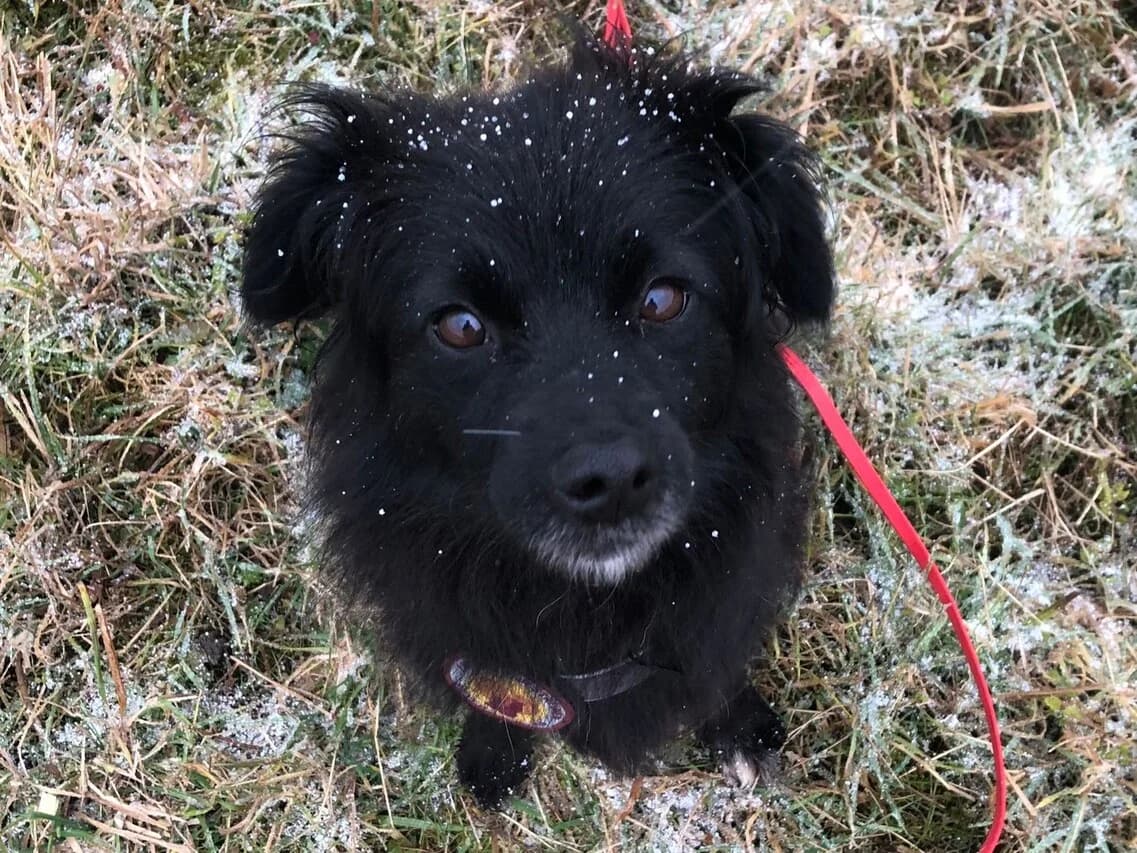 Yumi, female 4yo Mixed Breed for adoption at Ein Herz für Streuner e.V., München