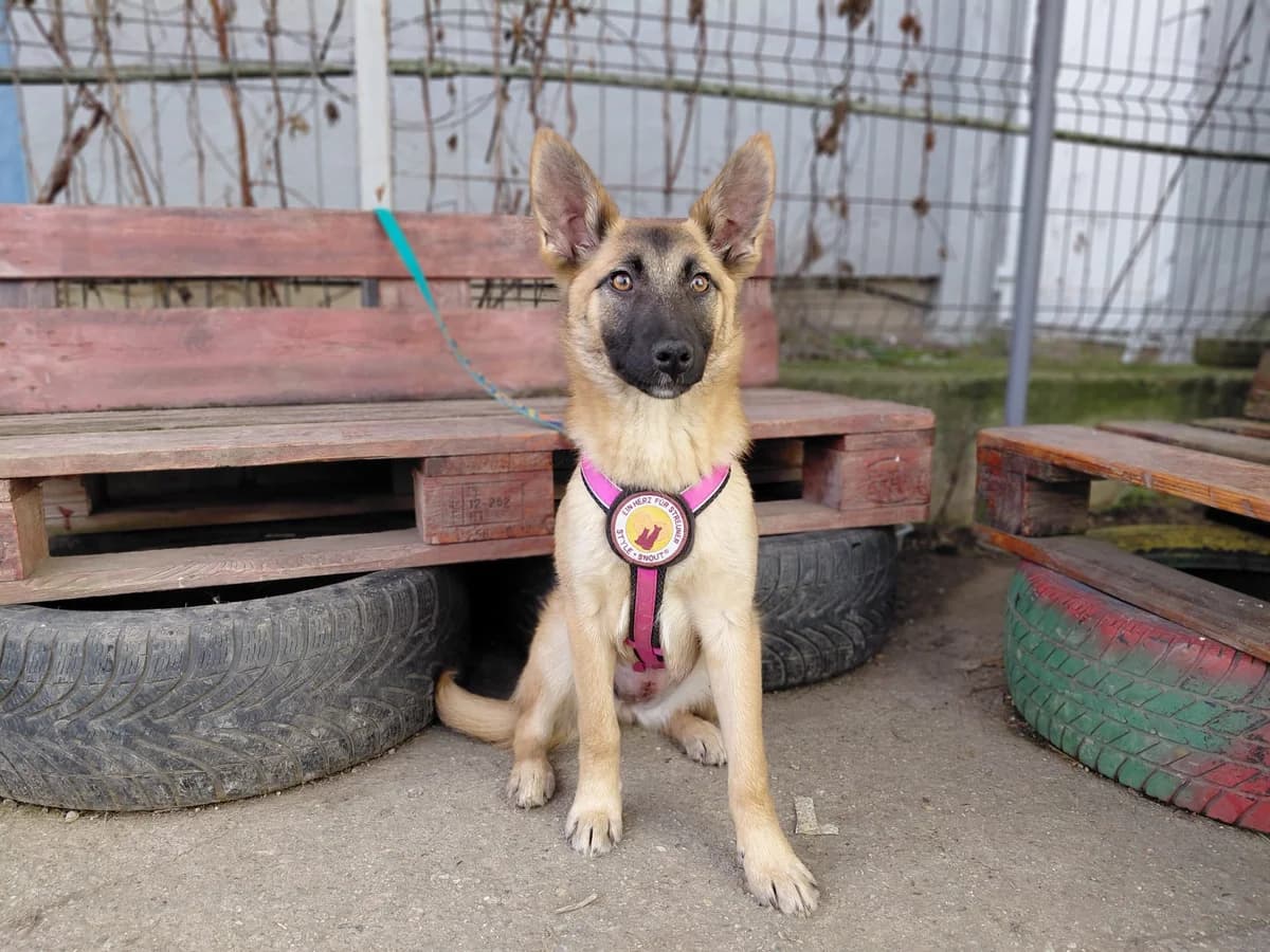 Yumiko, female puppy Mixed Breed for adoption at Ein Herz für Streuner e.V., München