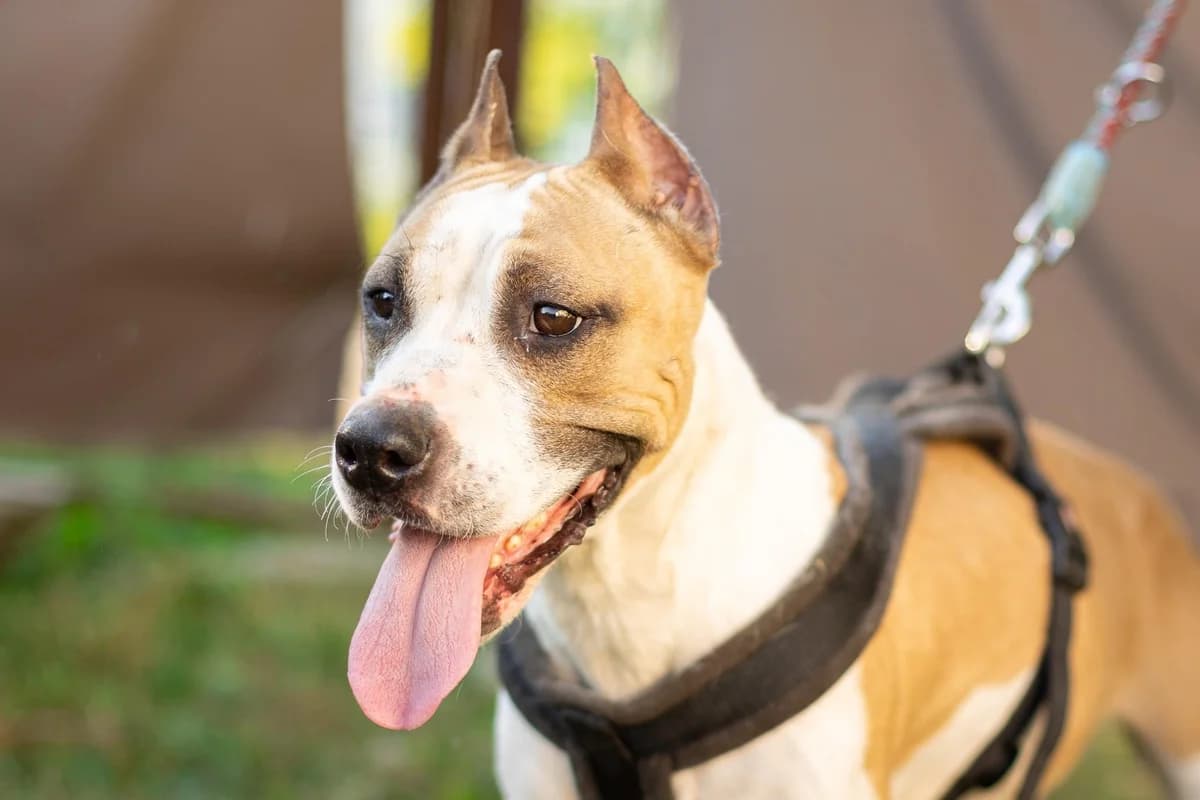 Yuna, braun female 5yo Mixed Breed for adoption at Ein Herz für Streuner e.V., München