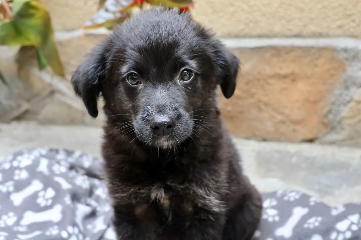 Yuna, weiß female puppy Mixed Breed for adoption at Ein Herz für Streuner e.V., München