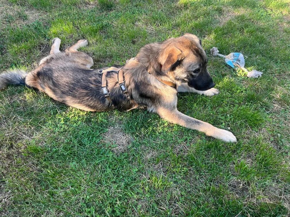 Yuna, female young Mixed Breed for adoption at Ein Herz für Streuner e.V., München