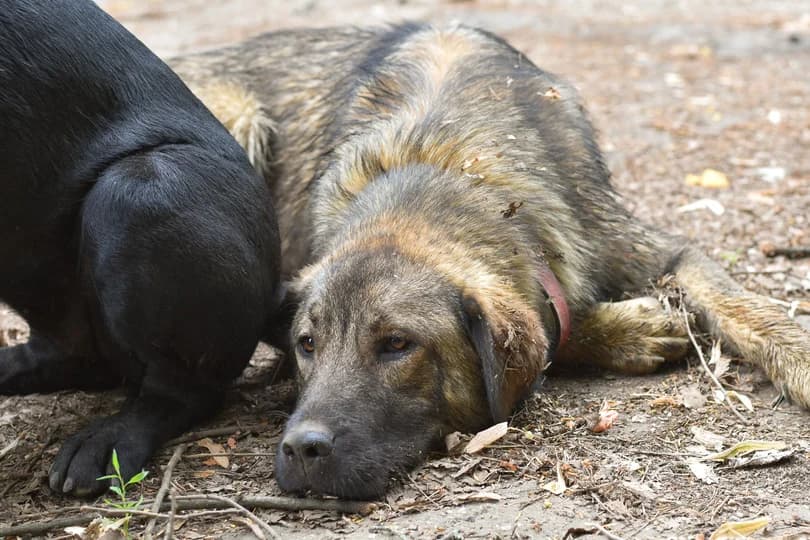 Yuna, female young Mixed Breed for adoption at Ein Herz für Streuner e.V., München