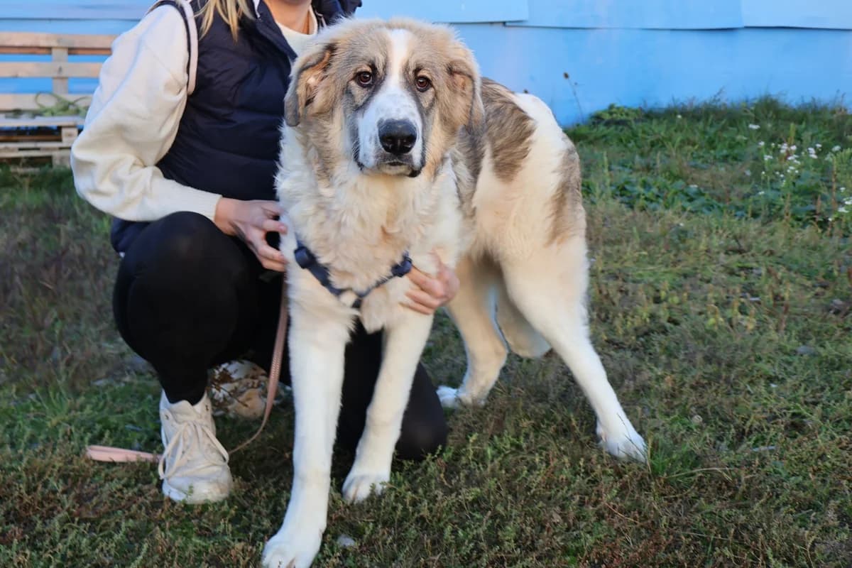 Yuna, female puppy Mixed Breed for adoption at Ein Herz für Streuner e.V., München