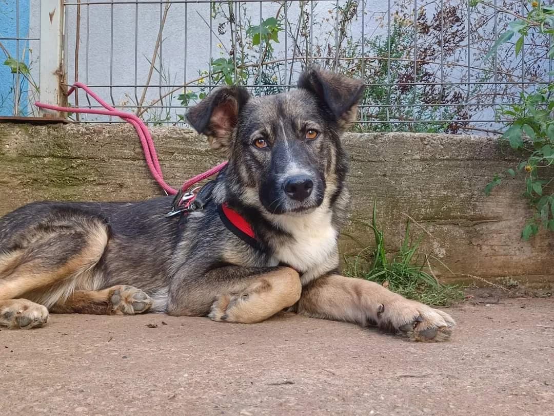 Yunarie, female young Mixed Breed for adoption at Ein Herz für Streuner e.V., München