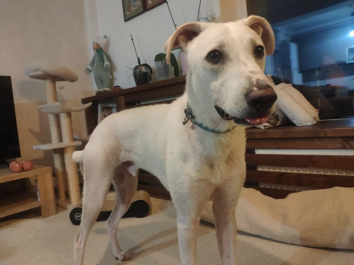 Yuri, weiß male 3yo Mixed Breed for adoption at Ein Herz für Streuner e.V., München