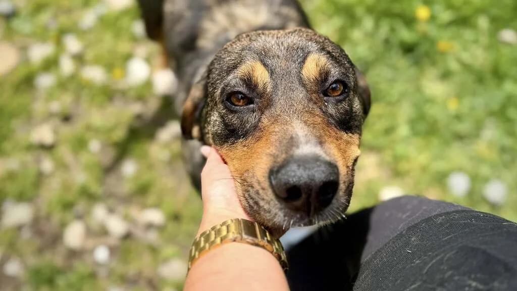 Yuuki, weiß female 5yo Mixed Breed for adoption at Ein Herz für Streuner e.V., München