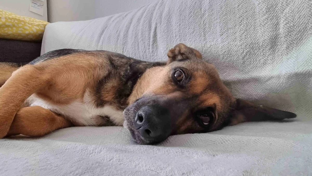 Yvette, sand female 5yo Mixed Breed for adoption at Ein Herz für Streuner e.V., München