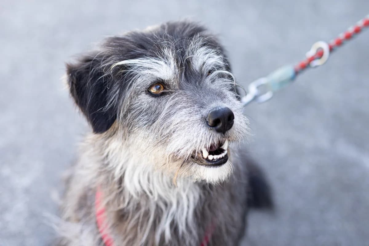 Yvigenie, female young Mixed Breed for adoption at Ein Herz für Streuner e.V., München