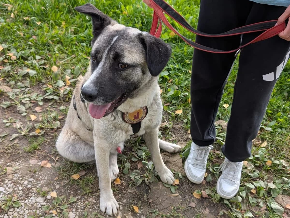 Zac, male 5yo Mixed Breed for adoption at Ein Herz für Streuner e.V., München