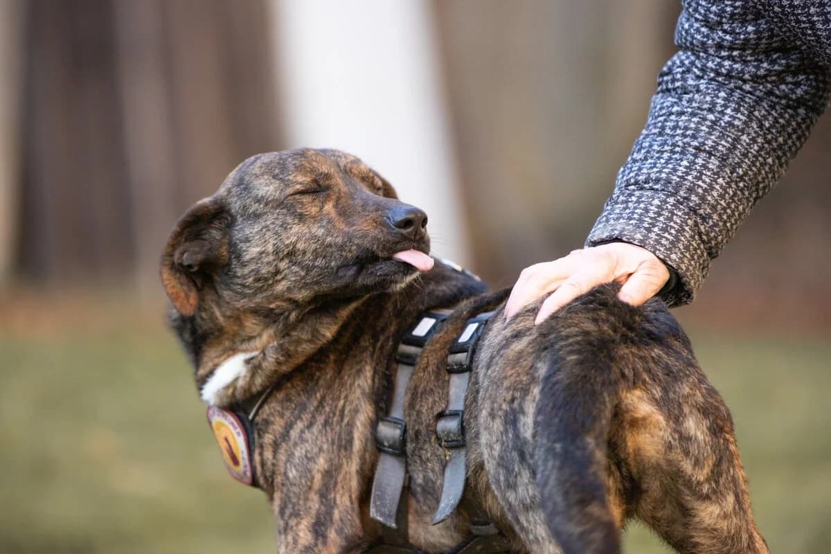 Zac, male young Mixed Breed for adoption at Ein Herz für Streuner e.V., München