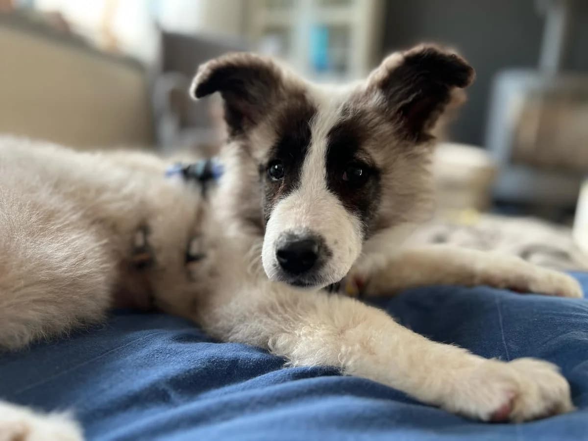 Zaina, female puppy Mixed Breed for adoption at Ein Herz für Streuner e.V., München
