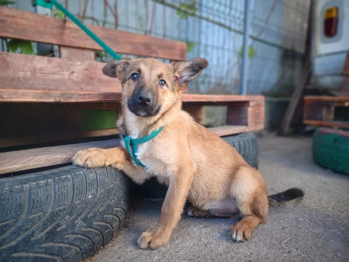 Zalan, male puppy Mixed Breed for adoption at Ein Herz für Streuner e.V., München