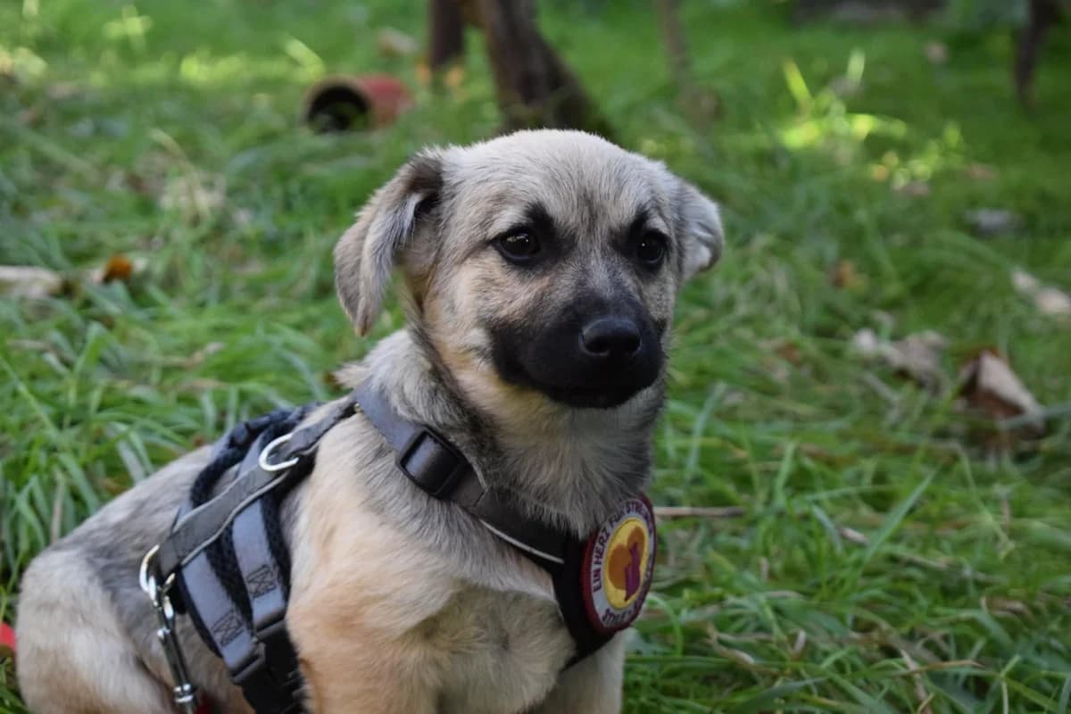 Zalo, male puppy Mixed Breed for adoption at Ein Herz für Streuner e.V., München