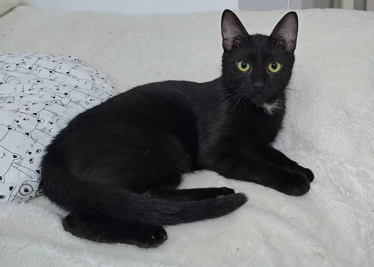 Zambia, female young Mixed Breed for adoption at Ein Herz für Streuner e.V., München