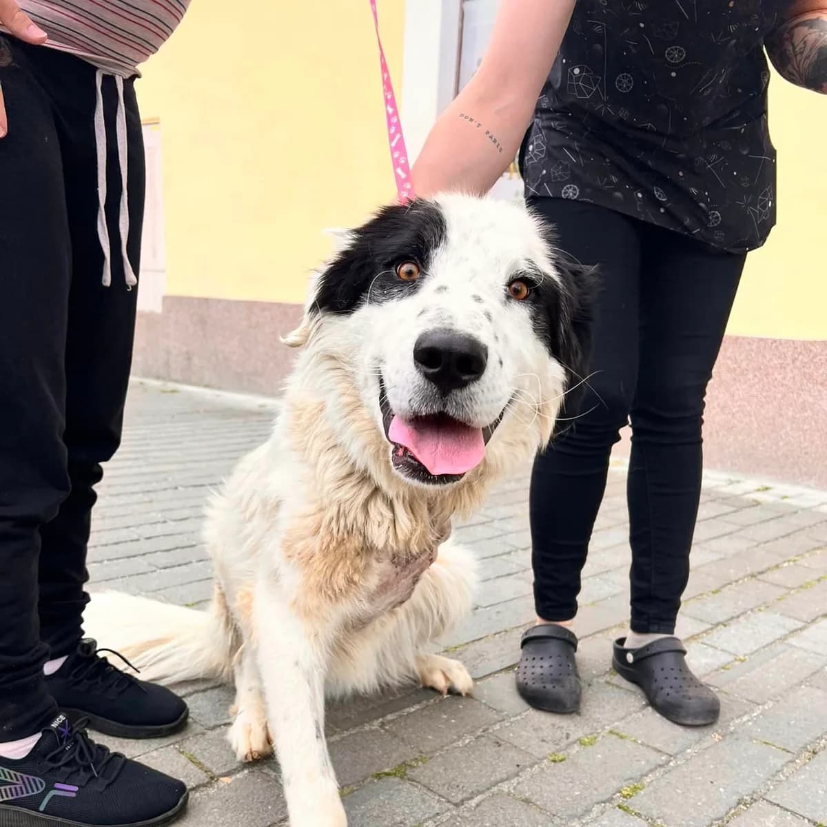 Zanardi, male young Mixed Breed for adoption at Ein Herz für Streuner e.V., München
