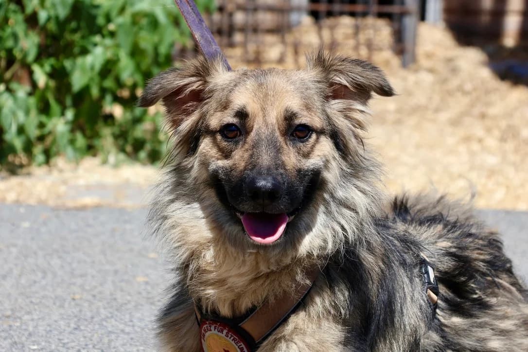 Zara, female 5yo Mixed Breed for adoption at Ein Herz für Streuner e.V., München